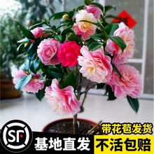 香妃山茶花盆栽带花苞五色赤丹树苗杜鹃花卉植物室内好养四季开花