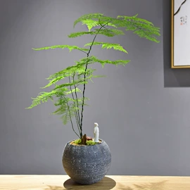 栽培基质;盆栽;营养液