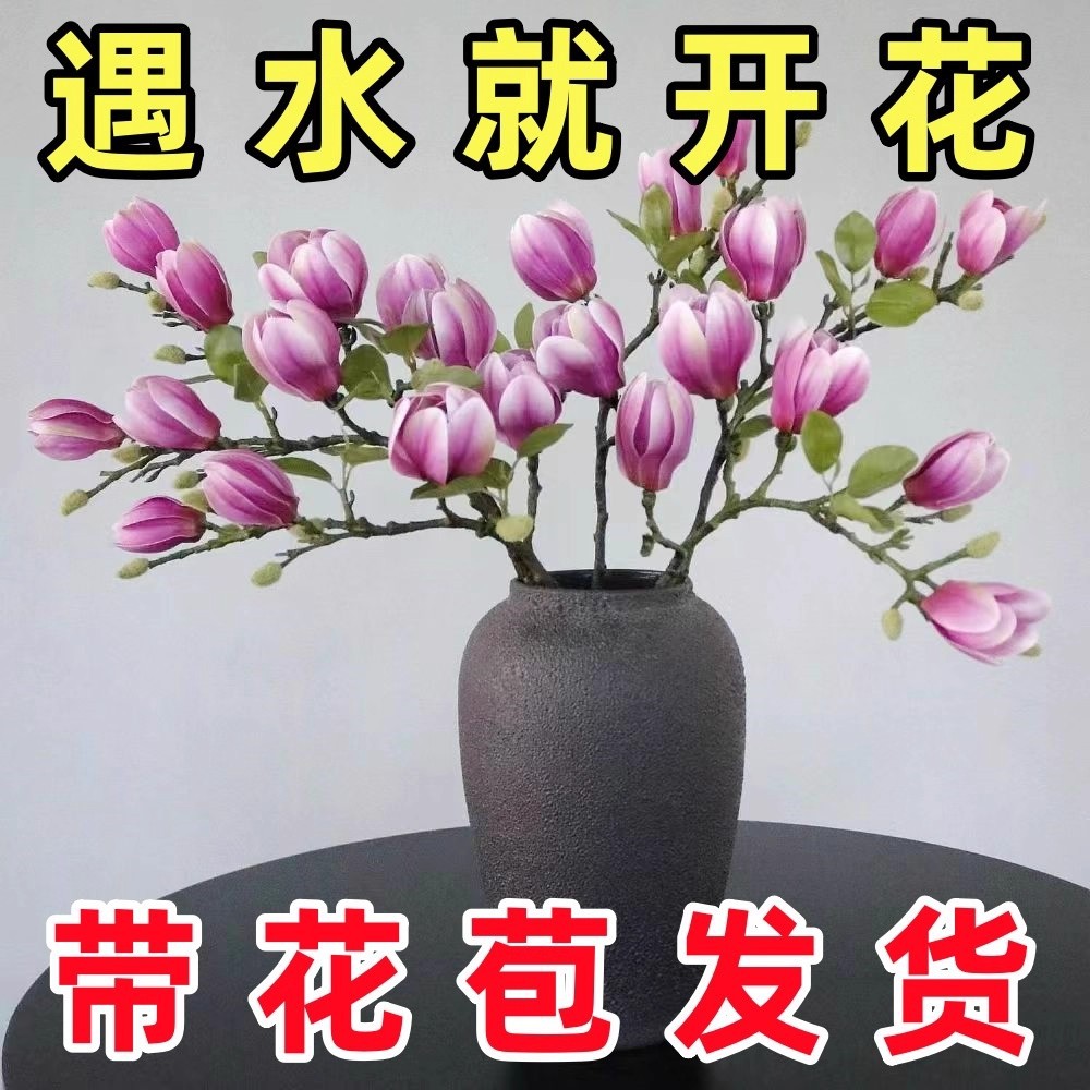 鲜枝玉兰鲜花枝条水培水养花卉客厅办公桌面盆栽紫玉兰