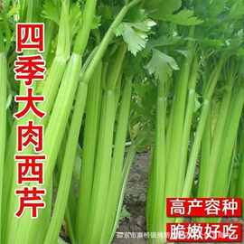 大肉西芹种子四季春秋播肉厚脆爽洋芹菜种子高产阳台大棚蔬菜种籽