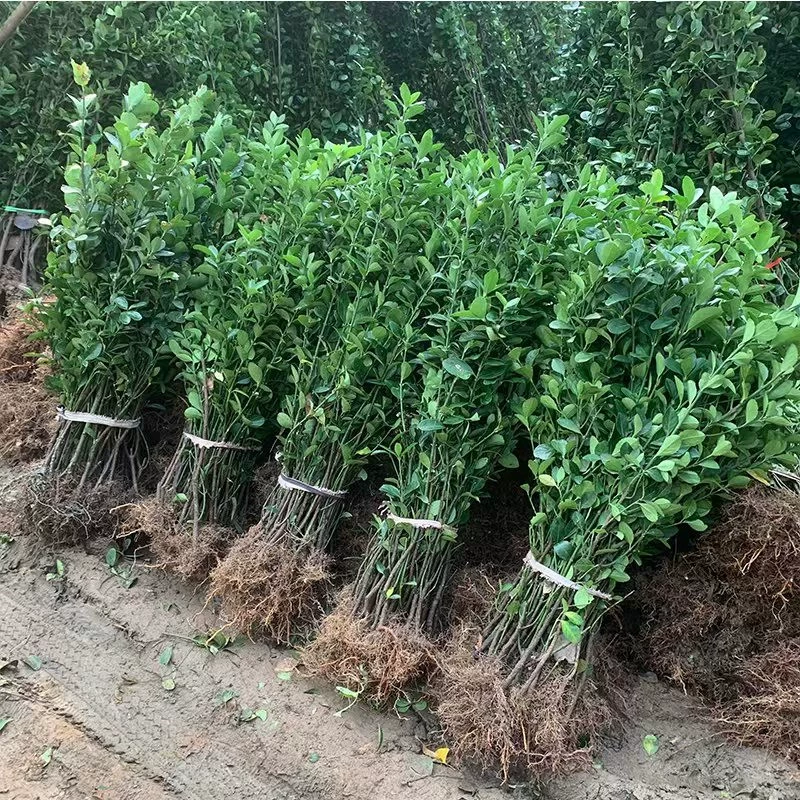 Саженцы падуба вечнозеленые во все сезоны на открытом воздухе морозостойкие озеленение растений забор саженцы проект озеленение саженцев самшита
