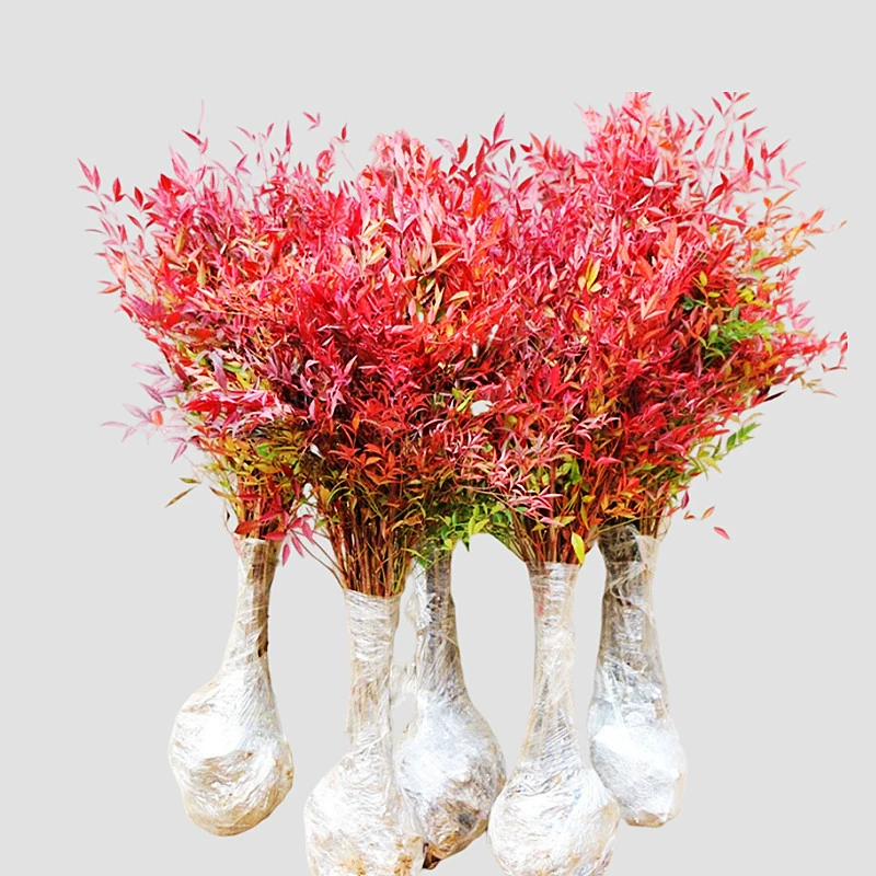 Пламя Нандина, бамбуковые саженцы, горшечные растения, комнатные балконные цветы и зеленые растения, листья во дворе, морозостойкие старые бамбуковые саженцы