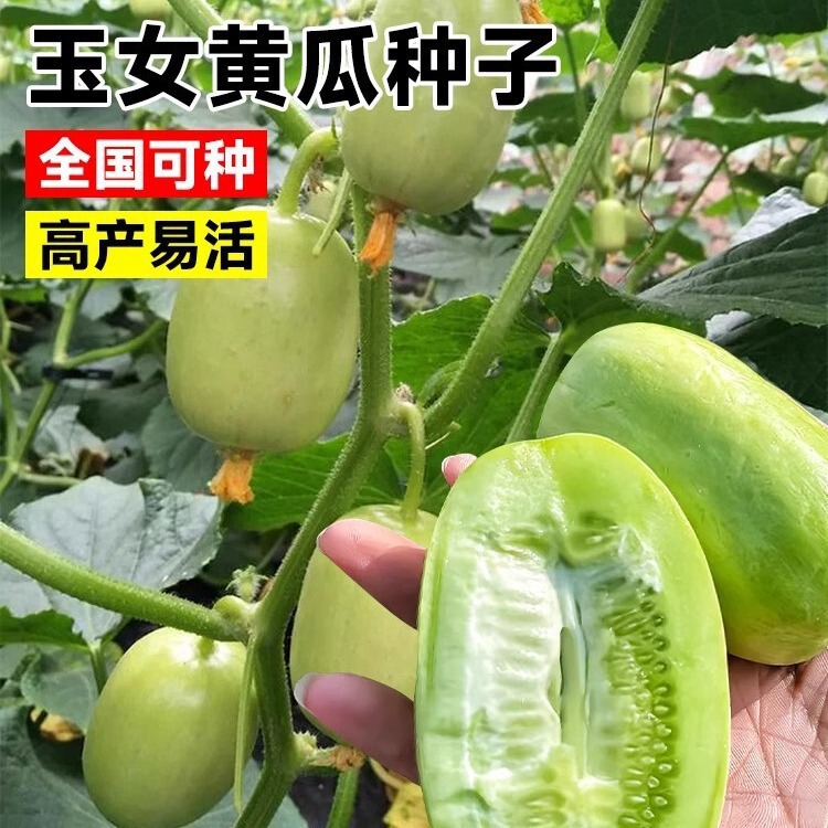 Mini Jade Girl Cucumber Seeds Thumb Golden Boy Fruit Cucumber Seeds Four Seasons Planting Balcony Courtyard Vegetable Seeds
