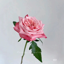 һ�����l�|����Ʒ�N �л�õ�tɫ�¼�����󻨝���ֱ����������