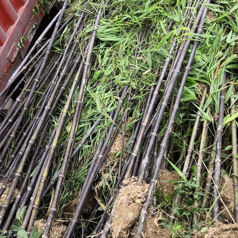 База Оптовая продажа саженцев фиолетового бамбука Проект саженцев фиолетового бамбука