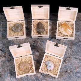 三叶虫菊石海蚌古海洋生物与化石标本礼盒子
