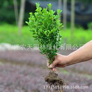 Small Leaf Boxwood Seedlings, Melon Seed Boxwood Seedlings, French Holly Seedlings, Holly Seedlings, Golden-Edged Boxwood Courtyard Hedge Saplings