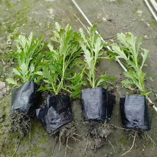 ľ����12���� �S��� ����ջ� �@�־G����ľ �r��� �ر�ֲ��