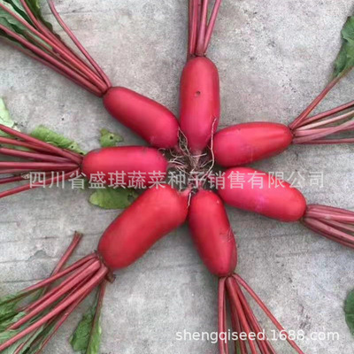 红皮白肉萝卜种子菜种子蔬菜种子种子批发 腌菜萝卜条 红萝卜种子