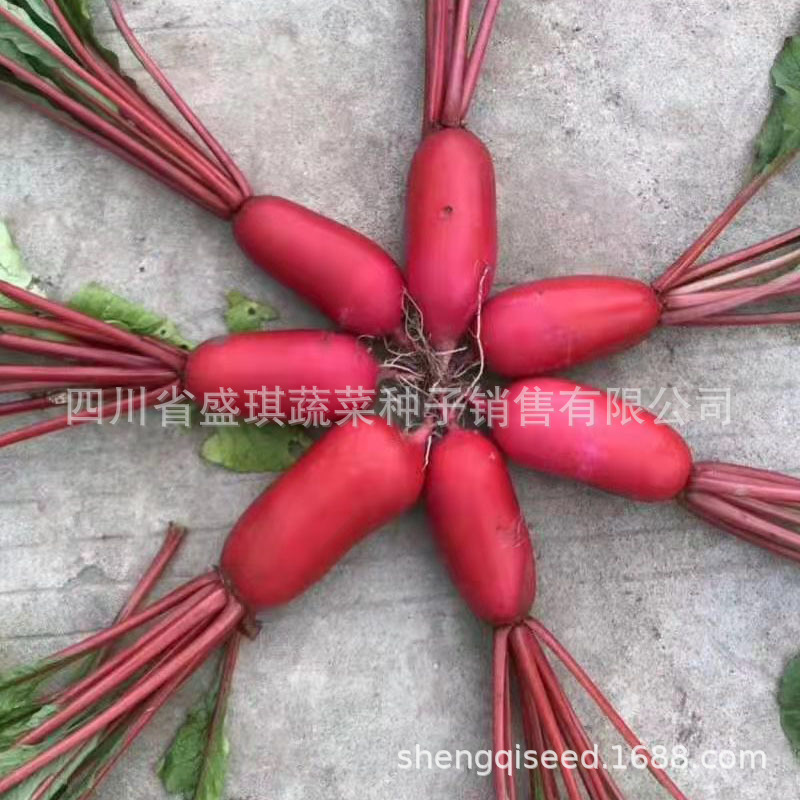 红皮白肉萝卜种子菜种子蔬菜种子种子批发 腌菜萝卜条 红萝卜种子