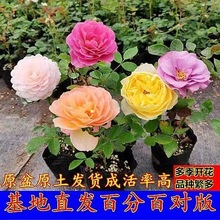 一件代发月季花苗灌木爬藤大花盆栽小苗庭院阳台多季开花花卉欧月