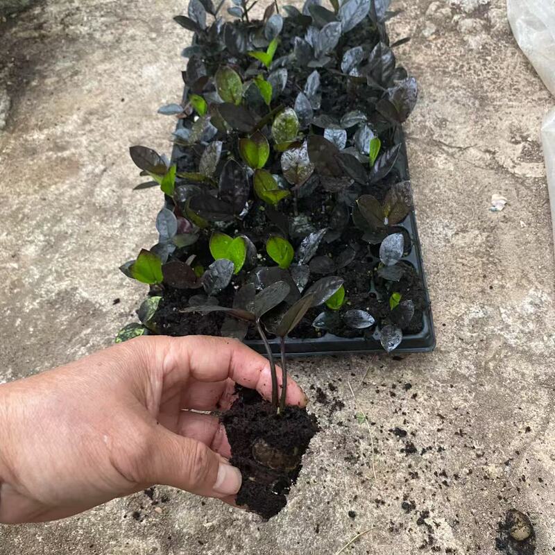 The Base Directly Supplies Indoor Foliage Green Plants, Black Money Trees, Black Crow Potted Plants, New Varieties, Garden Flower Seedlings Wholesale