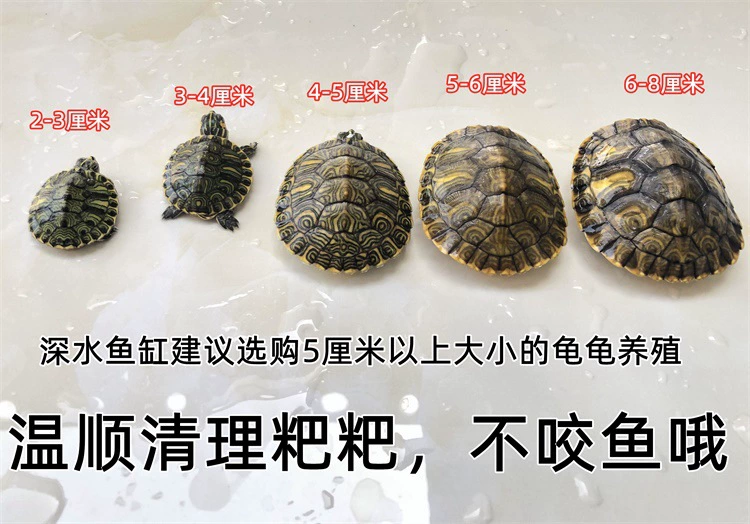 [深水黄耳龟乌龟活物冷水长寿龟家养宠物观赏小乌龟招财吃粪包邮]