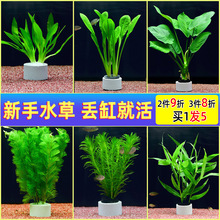 �~��ˮ��Ī˹��ֲ��ˮ�����к󾰾G����������쾰�bGֲ���