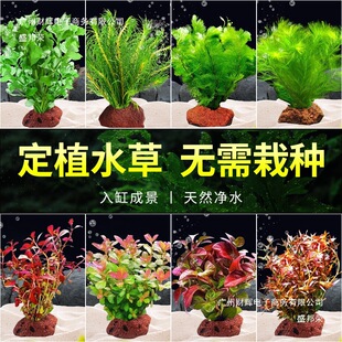 ��ɽʯˮ��ֲ���~�׃���ˮ�|�����쾰�[��ȫ�׵�ɰ�ײ�������