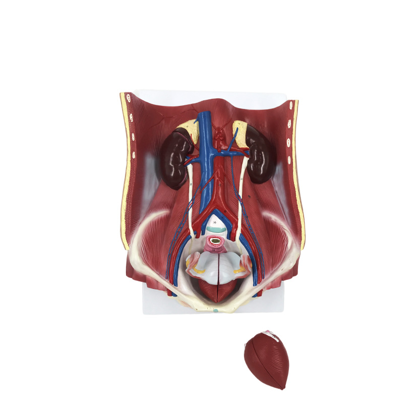 Urinary system model
