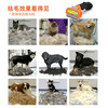 Drinking three generations of hair removal of dog hair combed dog large dog dog golden hair pets Labrador cat combing wool