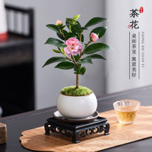 香妃赤丹山茶花树苗盆栽室内好养浓香型四季花卉耐寒带盆花苞绿植