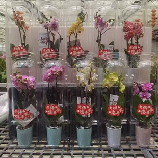 �V�ݻ���ֱ�N�����m�Y���b�̎������ώ�����ˮ�ݷNֲȫ���ɰl؛��