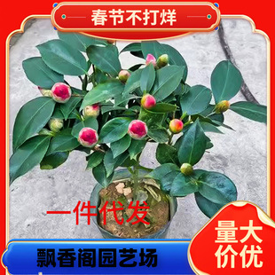 һ�����l����ɽ�軨���Ԏ�������ɫ�൤���ܾGֲ���҃ȝ����͘���