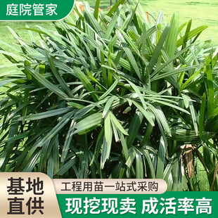 Large Leaf Palm Bamboo Potted Large Seedlings Indoor Foliage Plants Living Room Bedroom Office Foliage Green Plants Fortune Tree Palm Bamboo