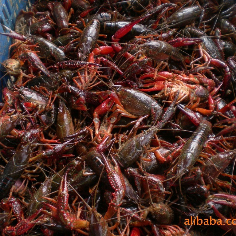 高产小龙虾杂交品种 虾种 虾苗 小龙虾种苗基地