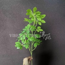 �lؔ�~����Gֲ����ľ�٘�֦���~�Ҿ��k����ܛ�b�廨��c���÷���