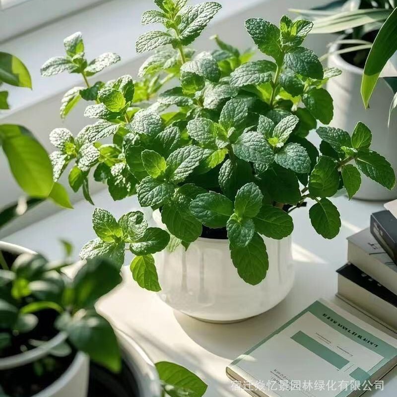 Mint Potted Plant 12cm Pot Diameter Reference, Comes with Pot, Direct Delivery from the Shipping Base Mint Potted Plant 12cm Pot Diameter Reference, Comes with Pot, Direct Delivery from the Shipping Base