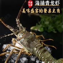 厂家直供鲜活小青龙活体小青龙澳龙锦绣大花龙供婚姻酒店价格咨询