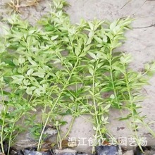 迎春杯苗地苗高度30-100公分 常用灌木护坡品种 庭院花卉绿化苗木