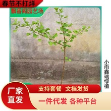 һ�����l���~�y�Ә���׹�����ͥԺ�e���G����ľ�е����y�Ӵ����