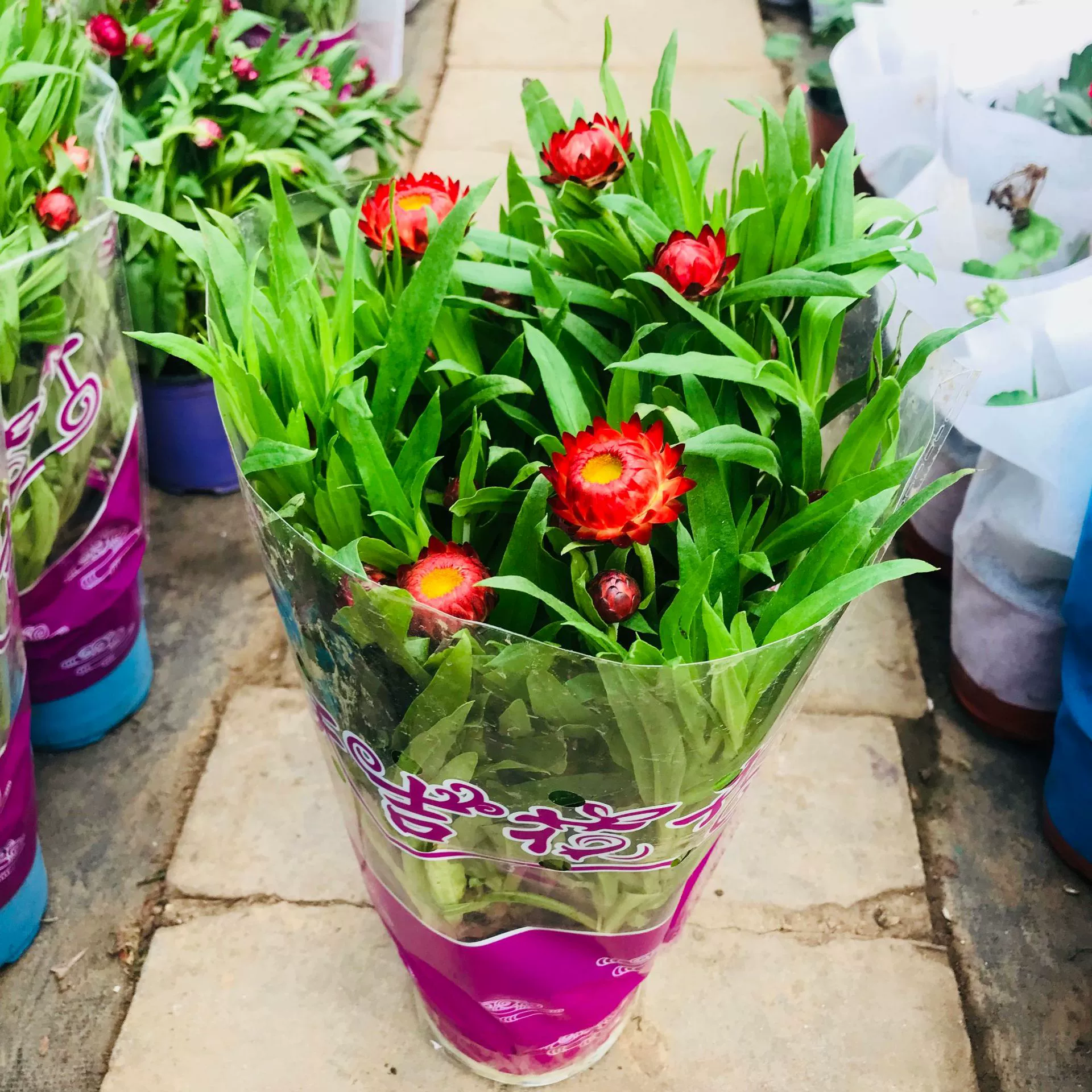 База оптовых продаж цветов и зеленых растений в помещении гостиная балкон восковая Хризантема в горшках бутоны как хорошо выращивать цветы комнатные растения