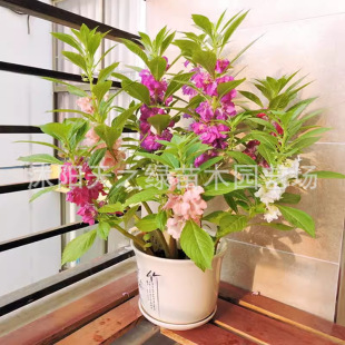 �ļ��P�ɻ��N��ָ�׻��N���r���N���҃��̨�����׷Nֲ���P�ɻ���