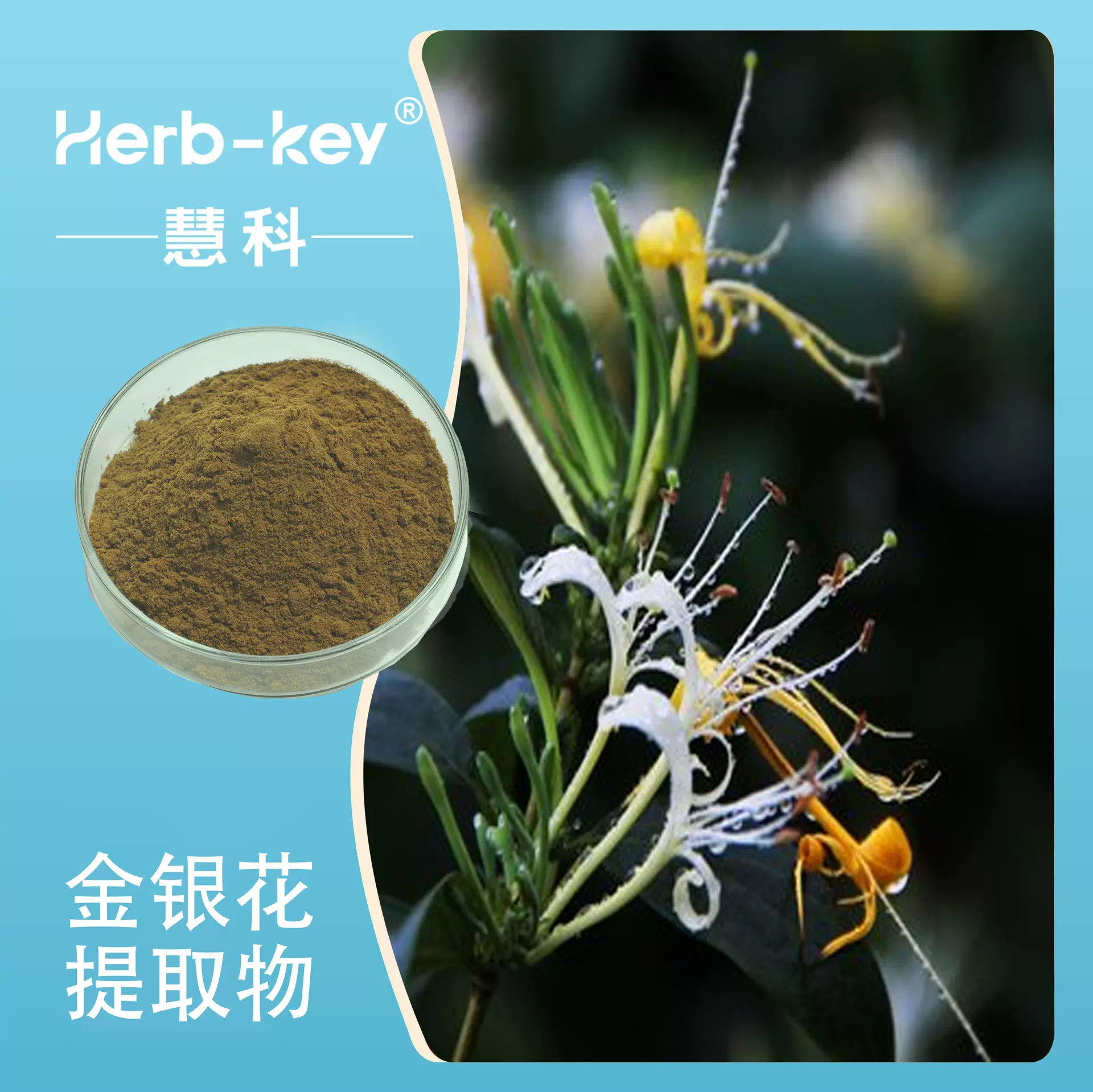 金银花提取物10:1 金银花粉陕西慧科源头厂家食品原料现货包邮