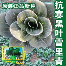 ~ѩС˷NСײͲ˿Nļ@߲˷N