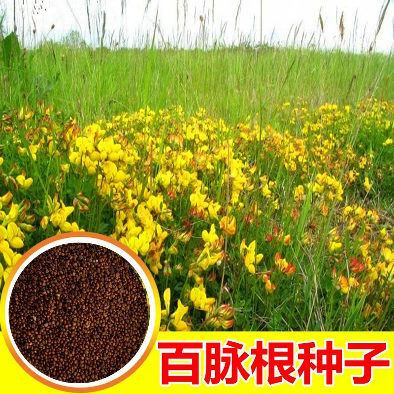 Трава семян склон защиты дерна семян лотоса цветок рога клевера высокая урожайность кормовых видов многолетних травянистых видов