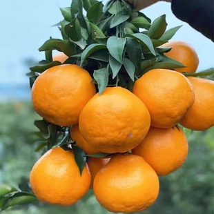 �޽��Ĵ���Ҋ�ҰҸ̘��玧�����켃�������Ә�ͥԺ����ҰҸ���