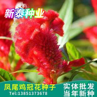 ɢ�b�Pβ�u�ڻ��N���ļ����Լt�u���u�^�������u�ڻ��N�����l