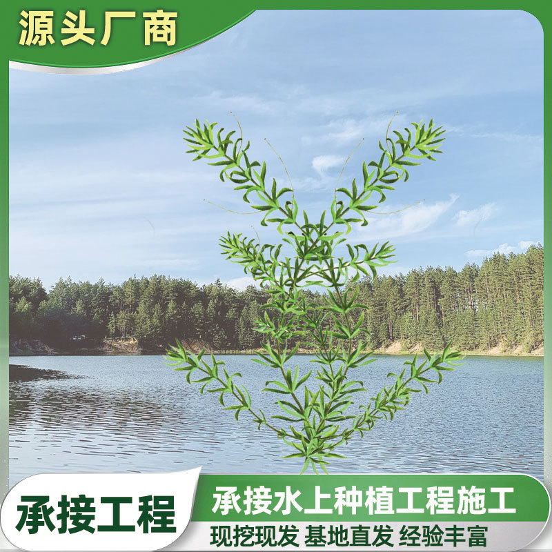 批发水生植物金鱼藻 金鱼草 狐尾藻苦草沉水植物四季常绿