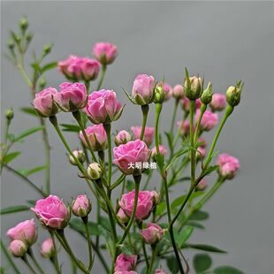 �ձ����¼��Nޱ횻ݼ��ڻ����������ԾGֲ�ļ��_���C����̨�̨