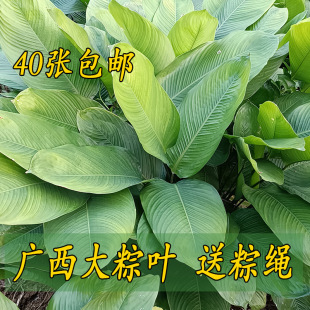 粽子叶广西粽叶免邮新鲜大叶新叶过年包粽子的叶子过节用冬叶柊叶-阿里巴巴