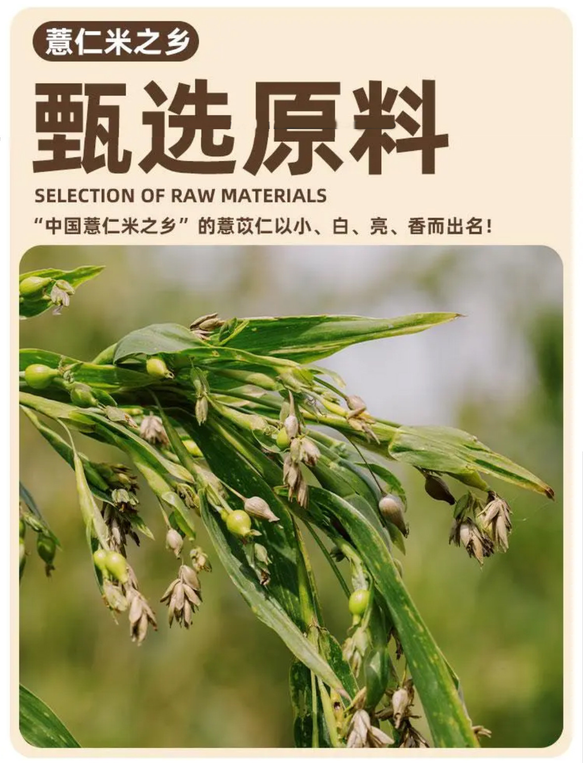 Puffed Coix Seed Snack Yi Yi Ren 100g Crispy Roasted Job's Tears Ready to Eat Non Fried Whole Grain key features