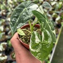 ������ֱ�����^�p����ֲ�� �Ӽһ���Сֲ������90�G���Z�\