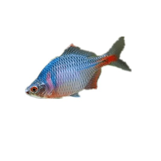 フナ、観賞魚、冷水魚、ネイティブ魚、カラフルなハイボディ、生きた小型淡水魚|undefined