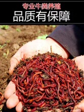 皇藏红蚯蚓太平二号散装盒装鲜活鱼饵饵料垂钓野钓鲤鱼渔具店专享