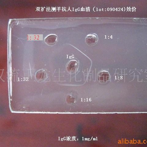 ����IgG����-1.0MG