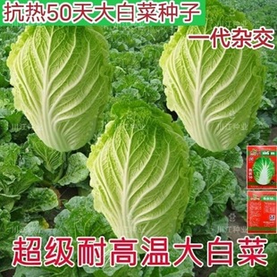 Heat-Resistant 50-Day High-Temperature-Resistant Chinese Cabbage Seeds, Summer Moisture-Resistant and High-Yielding Cabbage Seeds, Farm Vegetable Seeds