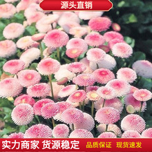 见土就活网红花种小雏菊花种籽子播种四季开花阳台盆栽种子不盖土