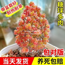 ����֦�ɷ��Ӷ���ֲ�ﻨ��С����ϡ��Ʒ�N���F�Gֲ���B����Ժ�