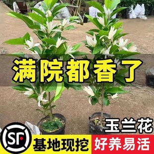 ���m��������ˮ���m�����玧�����ļ�����ֲ������S���m�̨ͥԺ